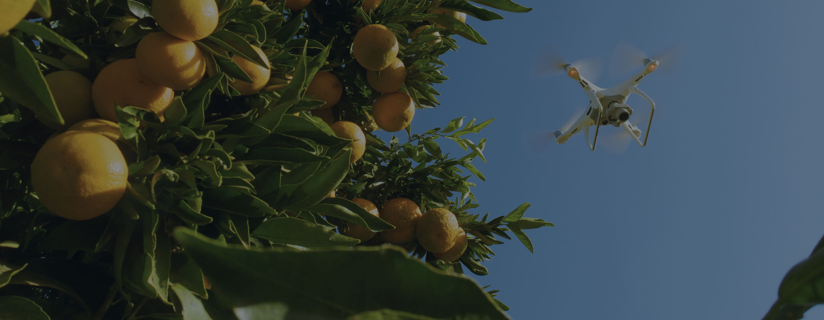 Afreximbank Evolve drones over lemon trees